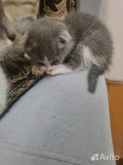 Кошка и котенок