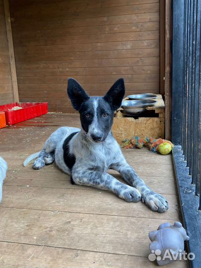 Щенок помесь курцхаара