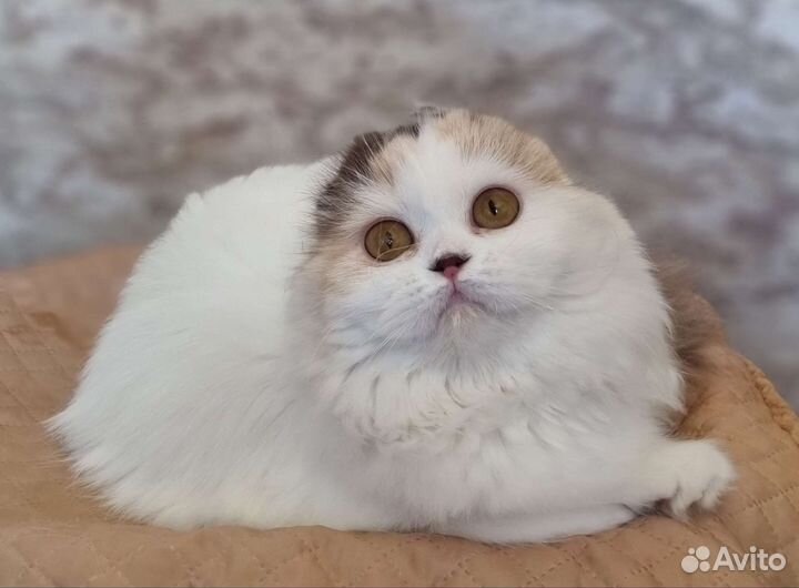 Шотландская