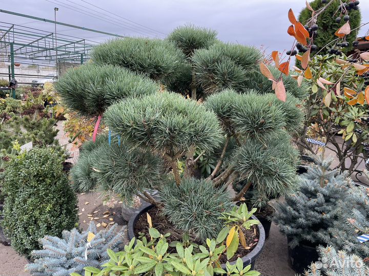 Бонсай штамбы сосна горная, ель голубая, можжевель