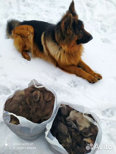 Шерсть собаки