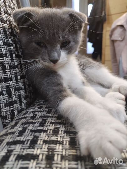Котёнок в добрые руки