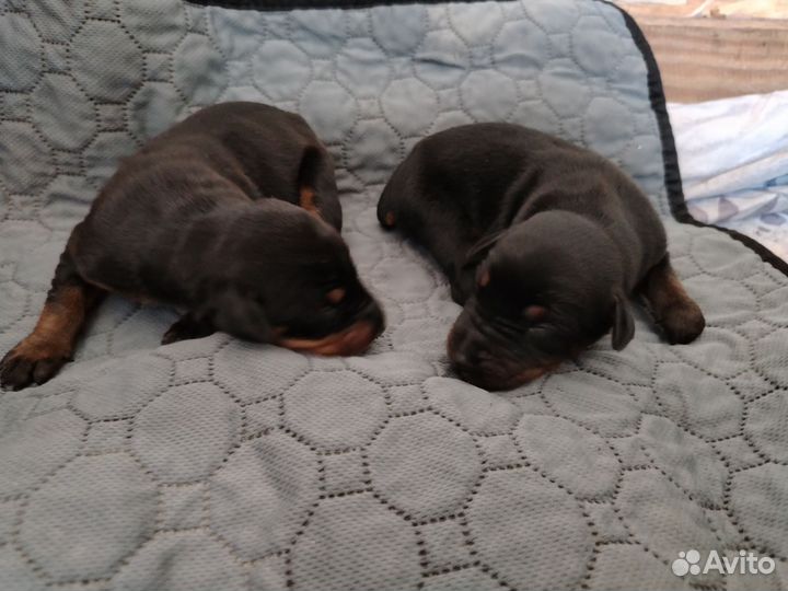 Щенки добермана