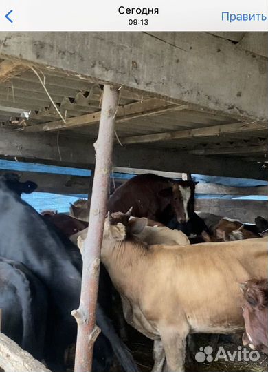 Бычки от 1 года до 1,2 месяцев, 16 голов