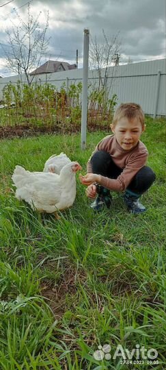 Мясо цыплят бройлеров домашних доставка