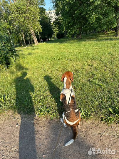 Сдам собаку в аренду