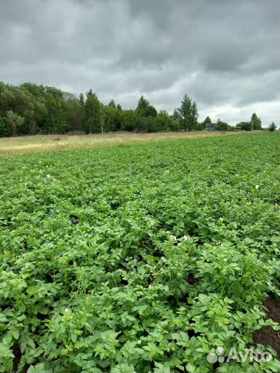 Оптом Картофель