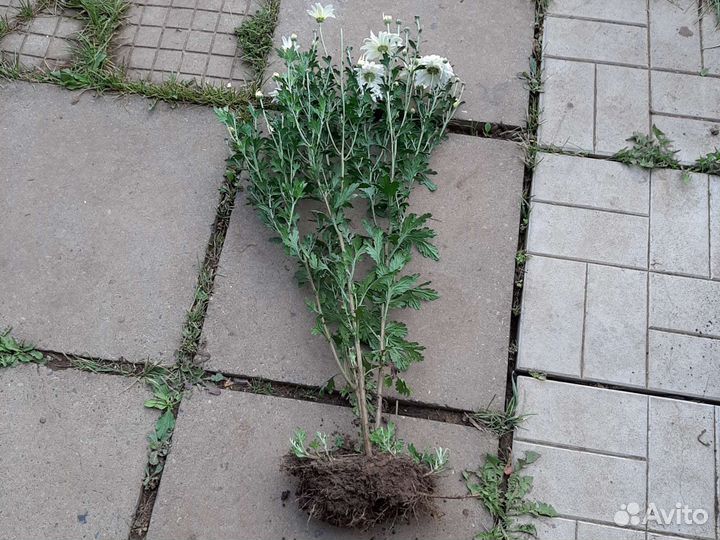 Хризантемы