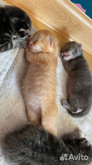 Маленькие котята