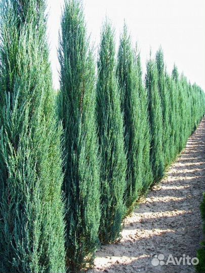 Можжевельник скальный Блю эрроу, скайрокет мунглоу