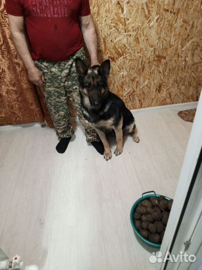 Восточноевропейская овчарка