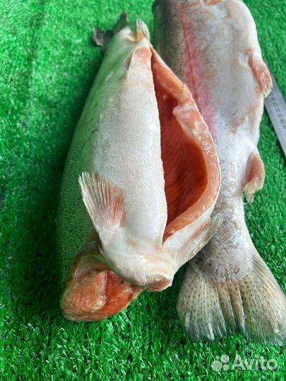 Форель Турция 1.4-1.8