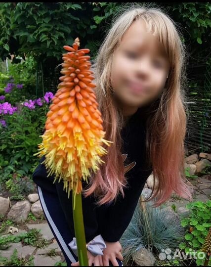 Мак, Книфофия, Примулы, Жимолость, Юкка