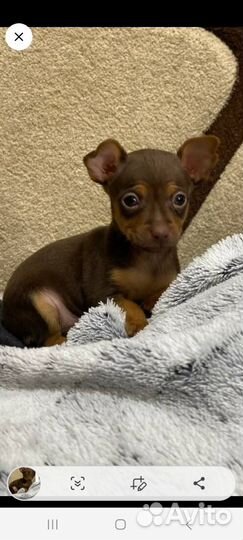 Той-терьер щенки