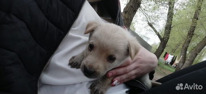 Собака щенок девочка