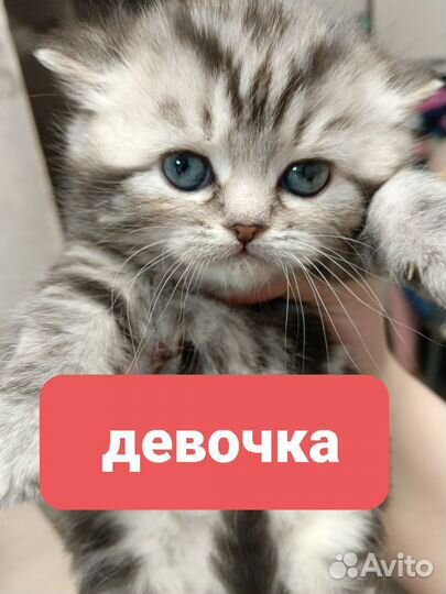 Шотландские котята