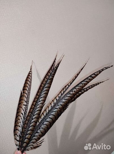 Перо алмазного фазана