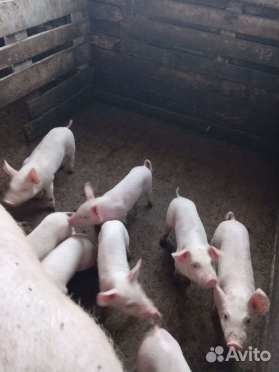 Поросенок 1.5 месяца ландрас