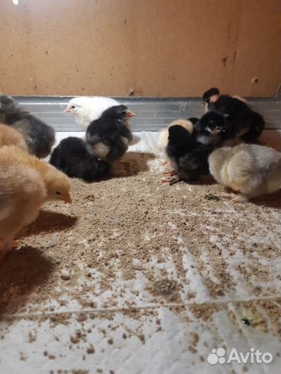 Цыплята