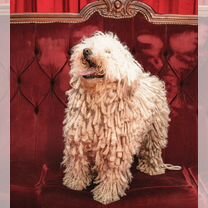 Пули, щенок