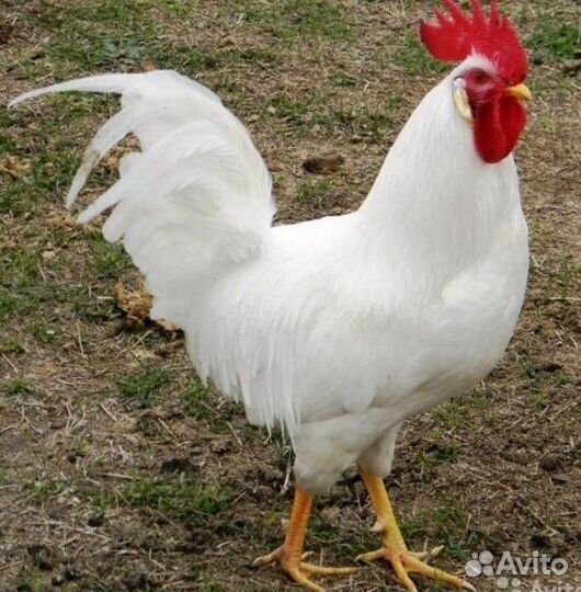 Продам петуха