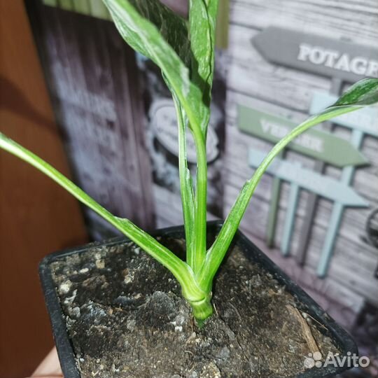 Комнатные цветы. Спатифиллум Даймонд