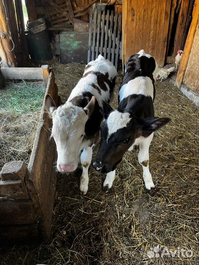 Продам телят