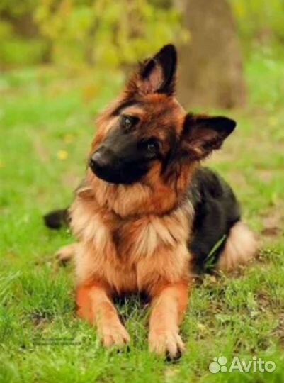 Уютная гостиница для животных 