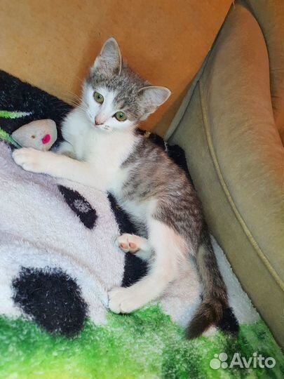 Котенок 2 месяца