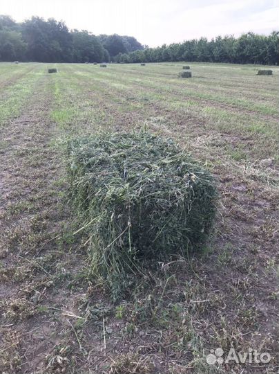 Сено в тюках