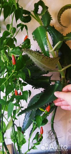 Каланхоэ и др