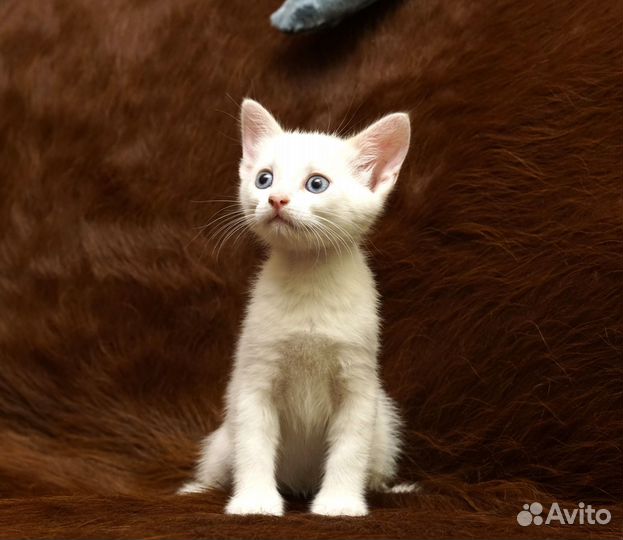 Котята в добрые руки даром