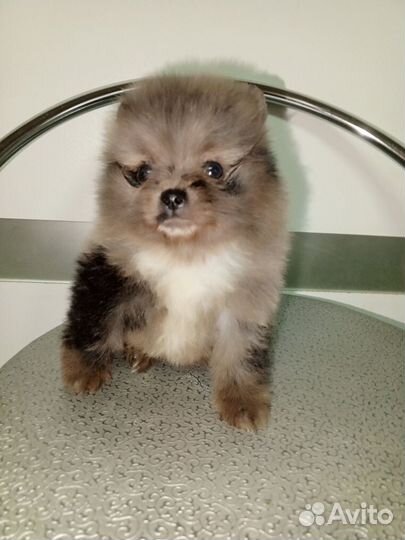 Пушистые красотки