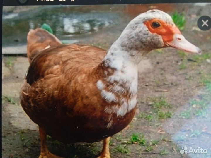 Продажа индоуток