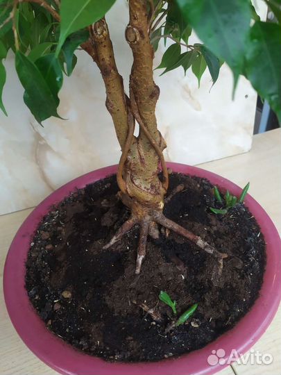 Бонсай Фикус бенджамина