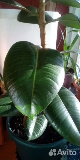 Фикус эластика