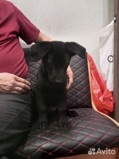 Щенки немецкой овчарки