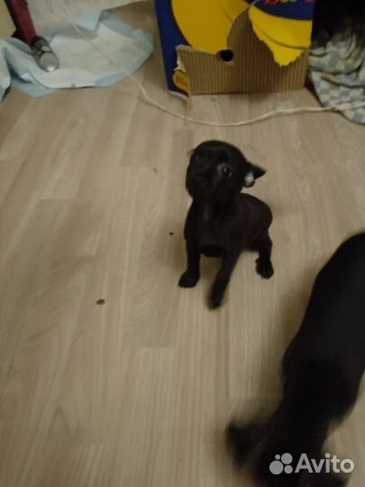 Мини той-терьер