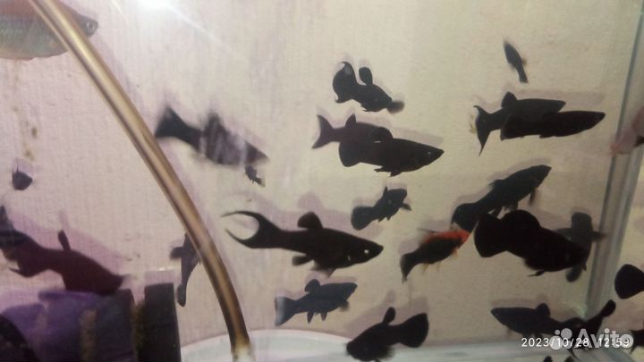 Настоящие Черные моллинезии