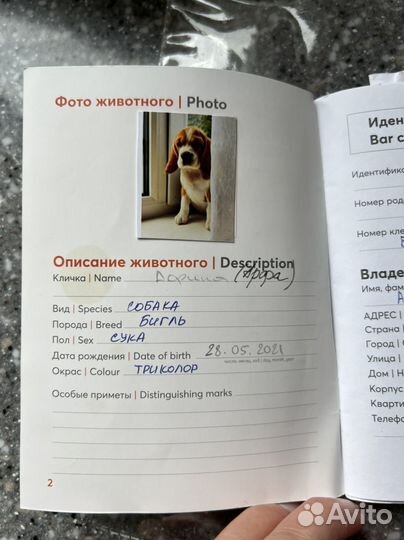 Резерв щенят породы бигль