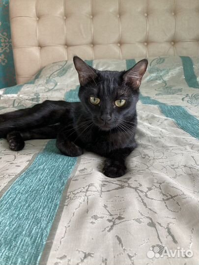 Бенгальсие котята