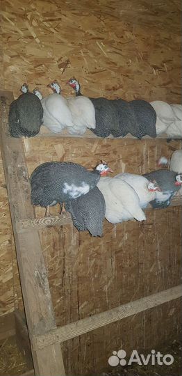 Яйцо цесарки инкубационное