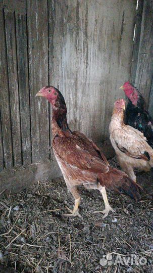 Бойцовые куры