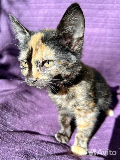 Ласковый котенок девочка ищет дом