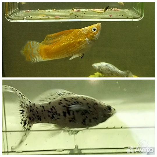 Рыбки молинезии Велифера, Латипина