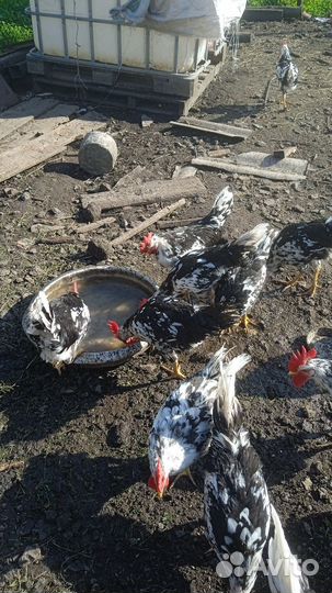 Куры петухи