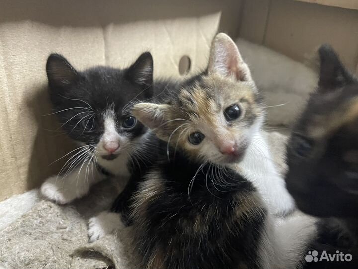 Котята в добрые руки