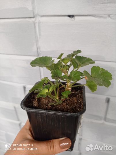 Продам пеларгонию