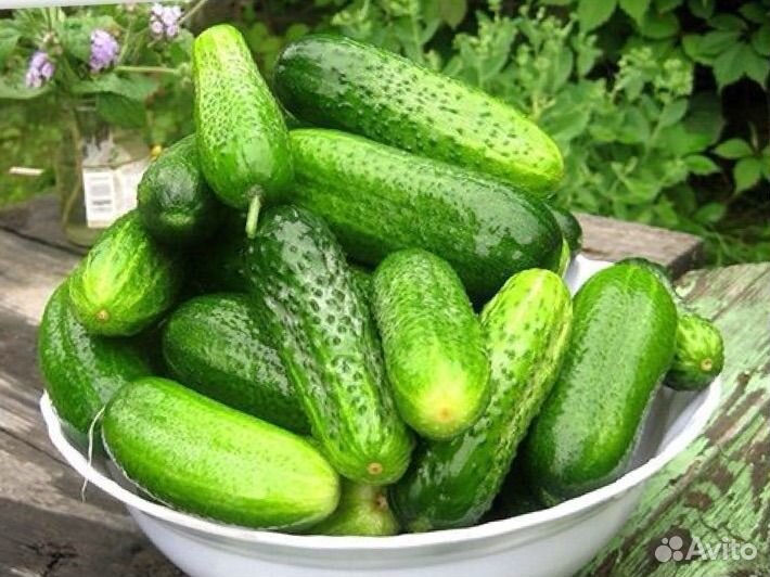 Хрустящие домашние огурцы прямиком с огорода
