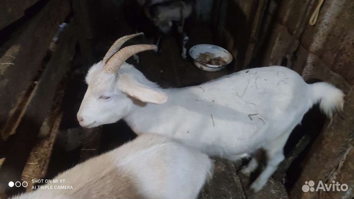 Продам коз